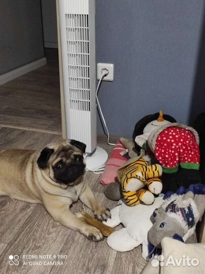 Мопс вязка мальчик