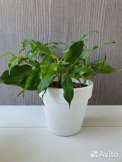 Фикус Бенджамина