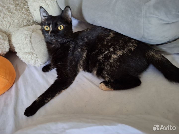 Кошка в добрые руки