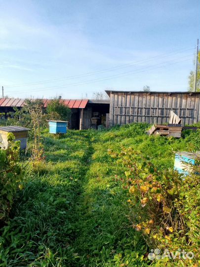 Продаю пасеку