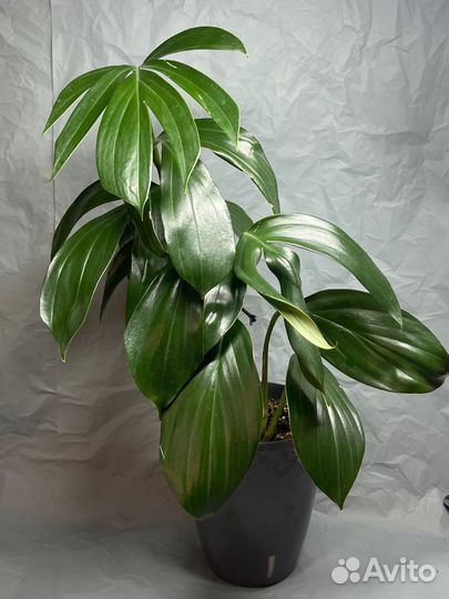 Филодендрон Bob cee, Рафидофора декурсива