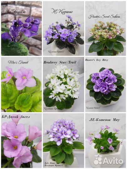 Детки мини фиалок