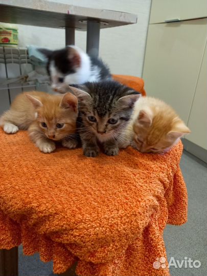Котята в добрые руки