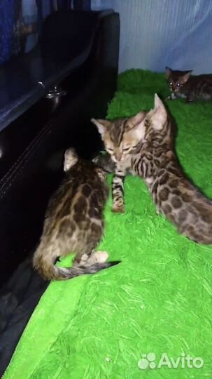 Бенгальские котята