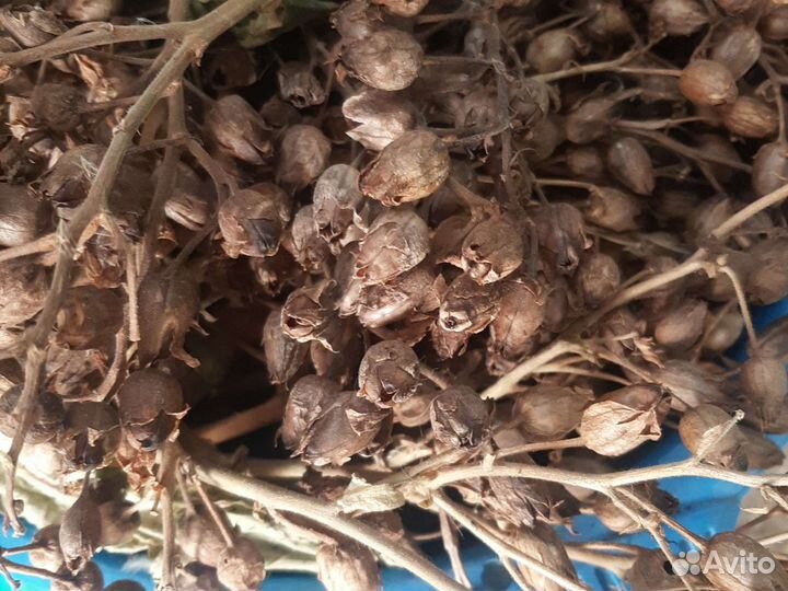 Семена табака