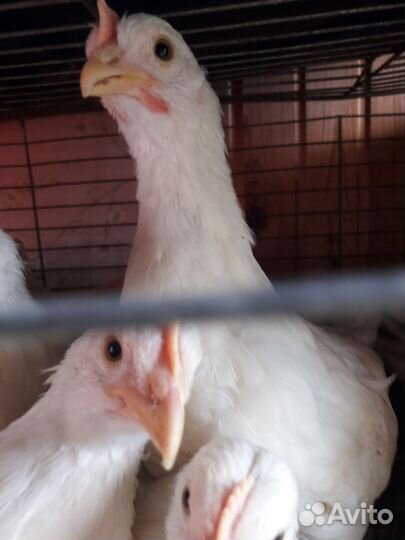 Молодки Декалб Уайт