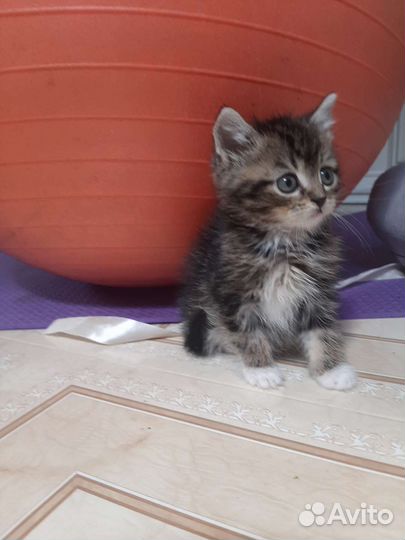 Мимимишки бесплатно