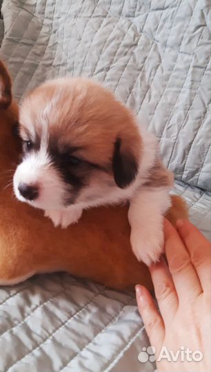 Роскошные щенки вельш корги пемброк