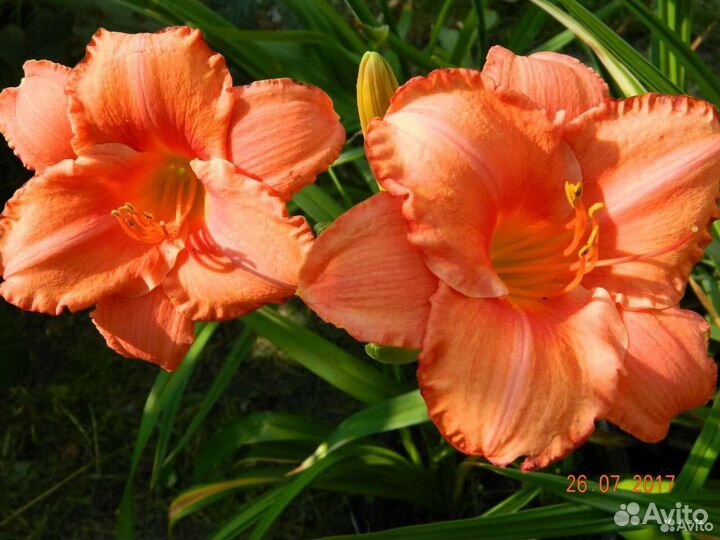 Лилейники сортовые