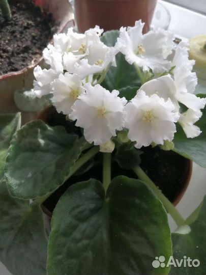 Фиалка белая