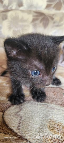 Котята в добрые руки 1 месяц