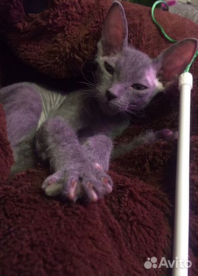 Стерилизация. Кастрация на дому Ветврач