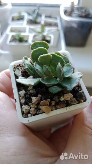 Суккуленты