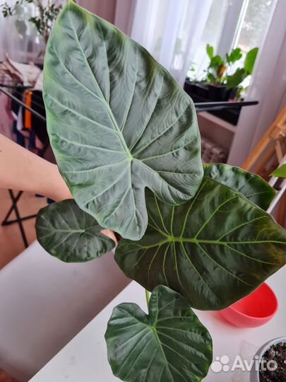 Алоказия Регал Шилдс (взрослое)