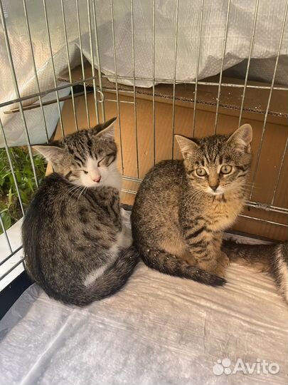 Милые котята 3 мес. приучены к лотку