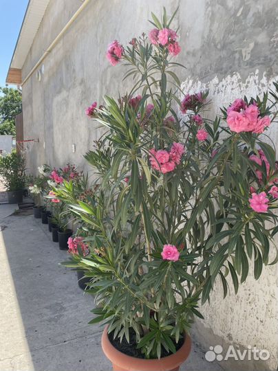 Цветы олеандры