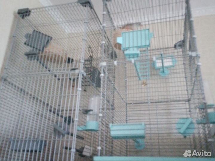 Аммадины домашние