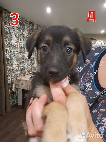 Отдам в добрые руки