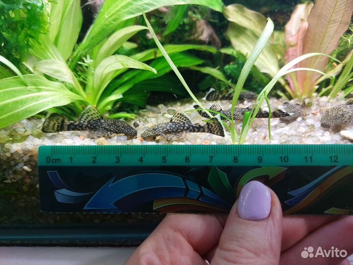 Сомики анциструсы