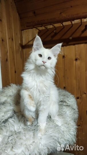 Девочка Мейн Куна Nala