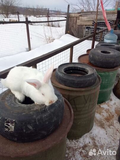 Самцы белый паннон