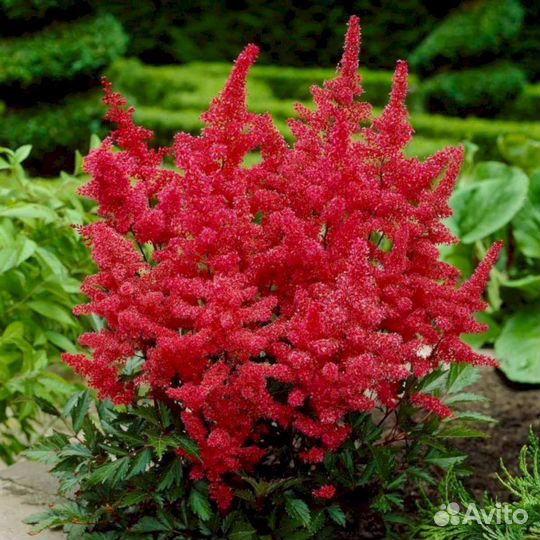 Астильба Красная