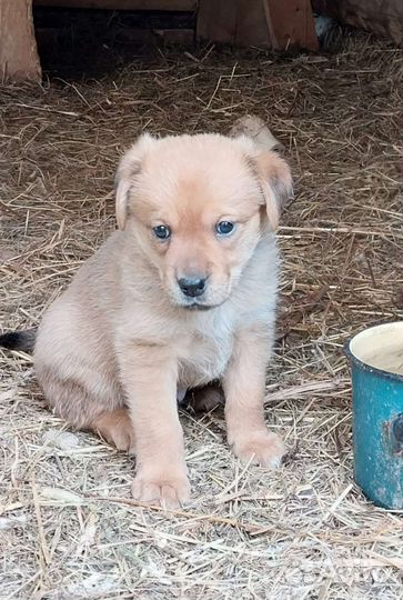 Щенок бесплатно