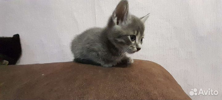 Кошка в дар бесплатно