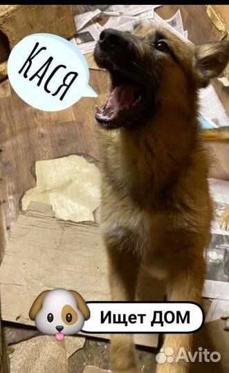 Кася 1,2 месяца,добрая,милая лапочка ищет дом