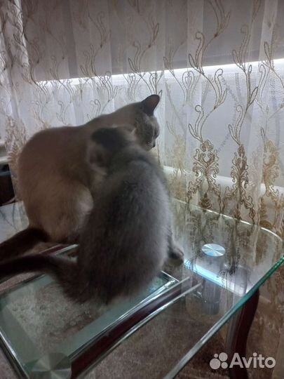 Шотландский вислоухий котик(серебристая шиншилла)