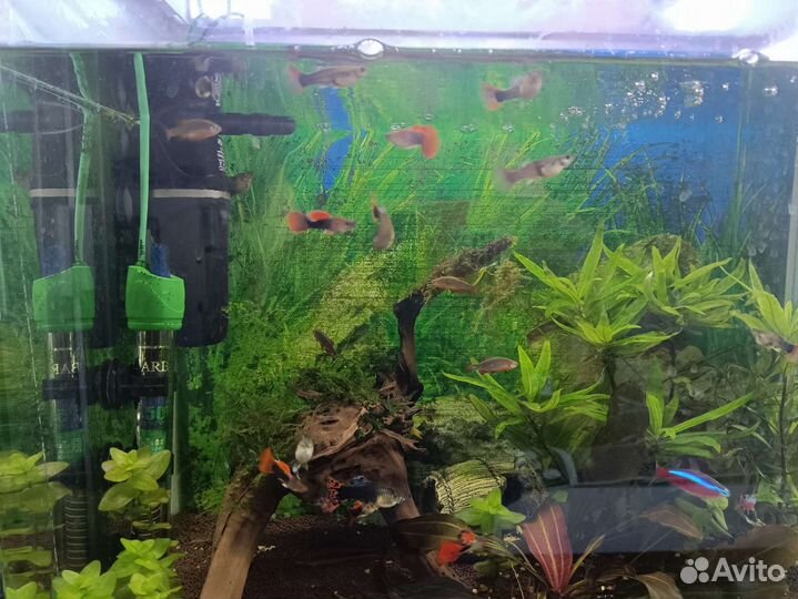 Рыбка. Гуппи