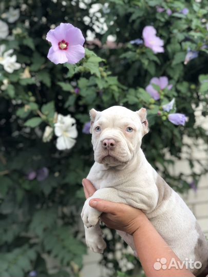Американский булли мальчик, лиловый мерль