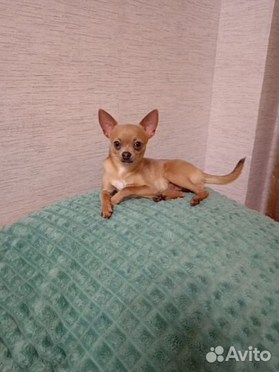 Вязка кобель Чихуахуа мини