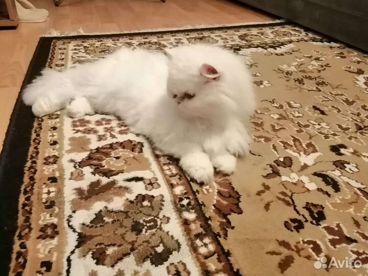 Передержка кошек и грызунов