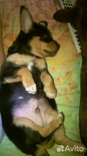 Той-терьер щенки