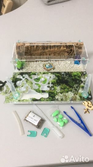 Муравьиная ферма с муравьями и доставкой