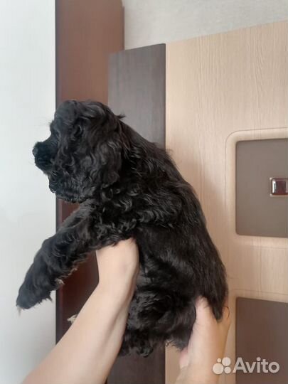 Щенки кокер спаниеля