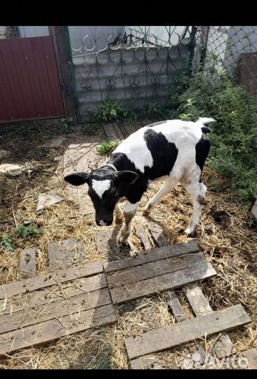Продам телку