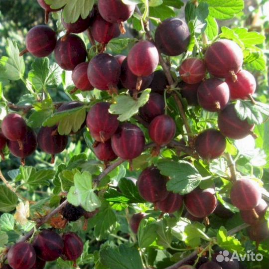 Саженцы крыжовника Красная заря