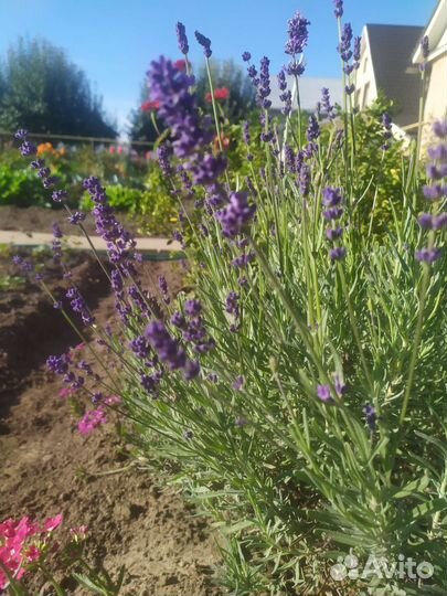 Лаванда и пряные травы