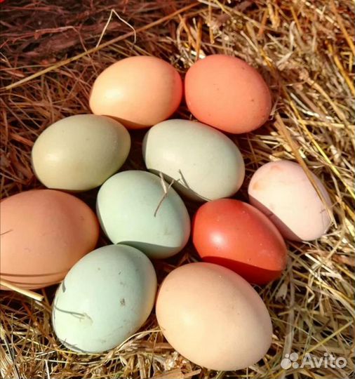 Яйцо домашнее