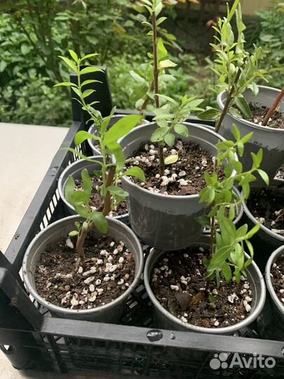 Кизильник блестящий горизонтальный