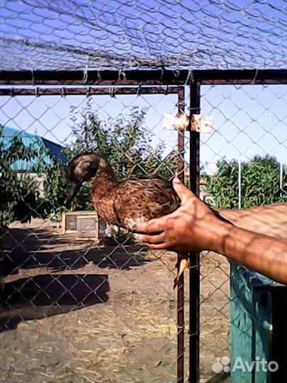 Подсадные утки