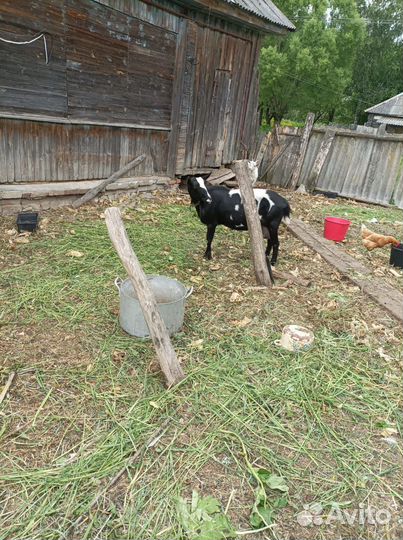 Козы дойные