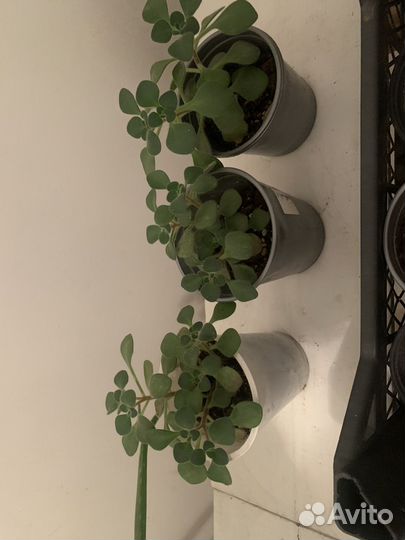 Герань пеларгония