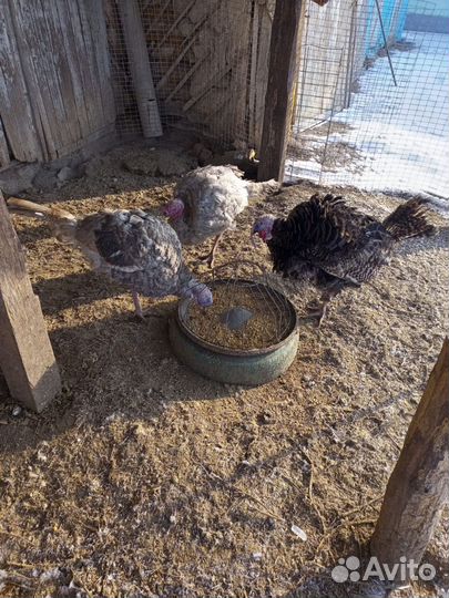 Продам индюков самцы