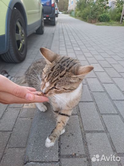 Бывшедомашний коть в добрые руки