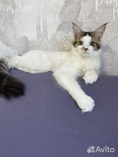 Мейн-кун котенок