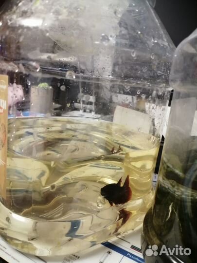 Аквариумные рыбки