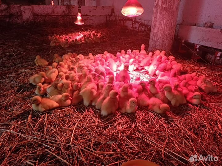 Утята породы Стар-53